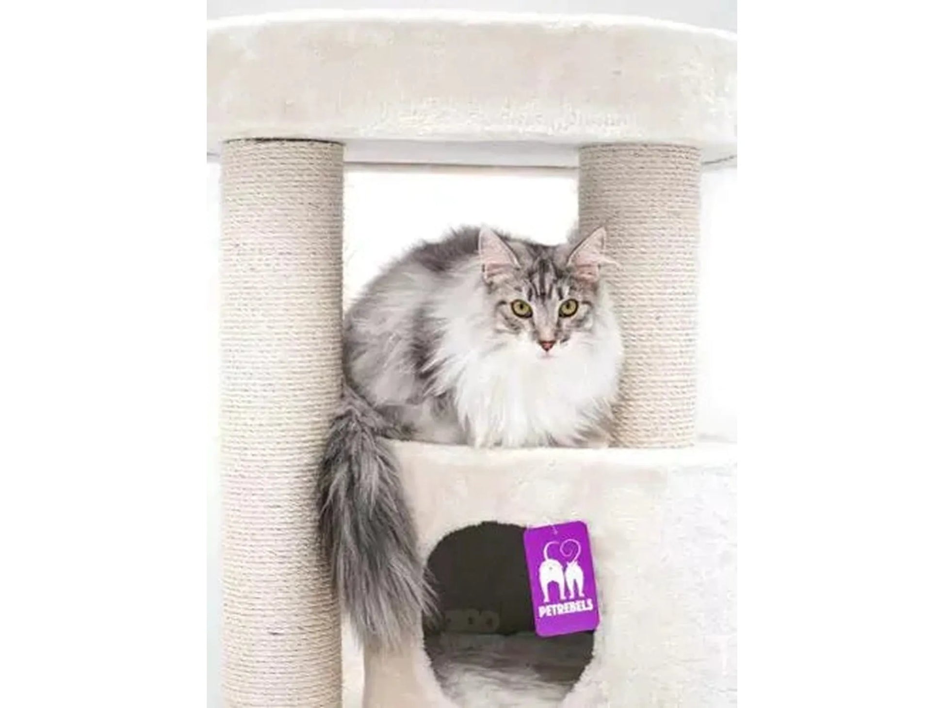 Fluffy gray cat on a tall, cream Petrebels Charlotte 180 cat tree with sisal scratching posts.