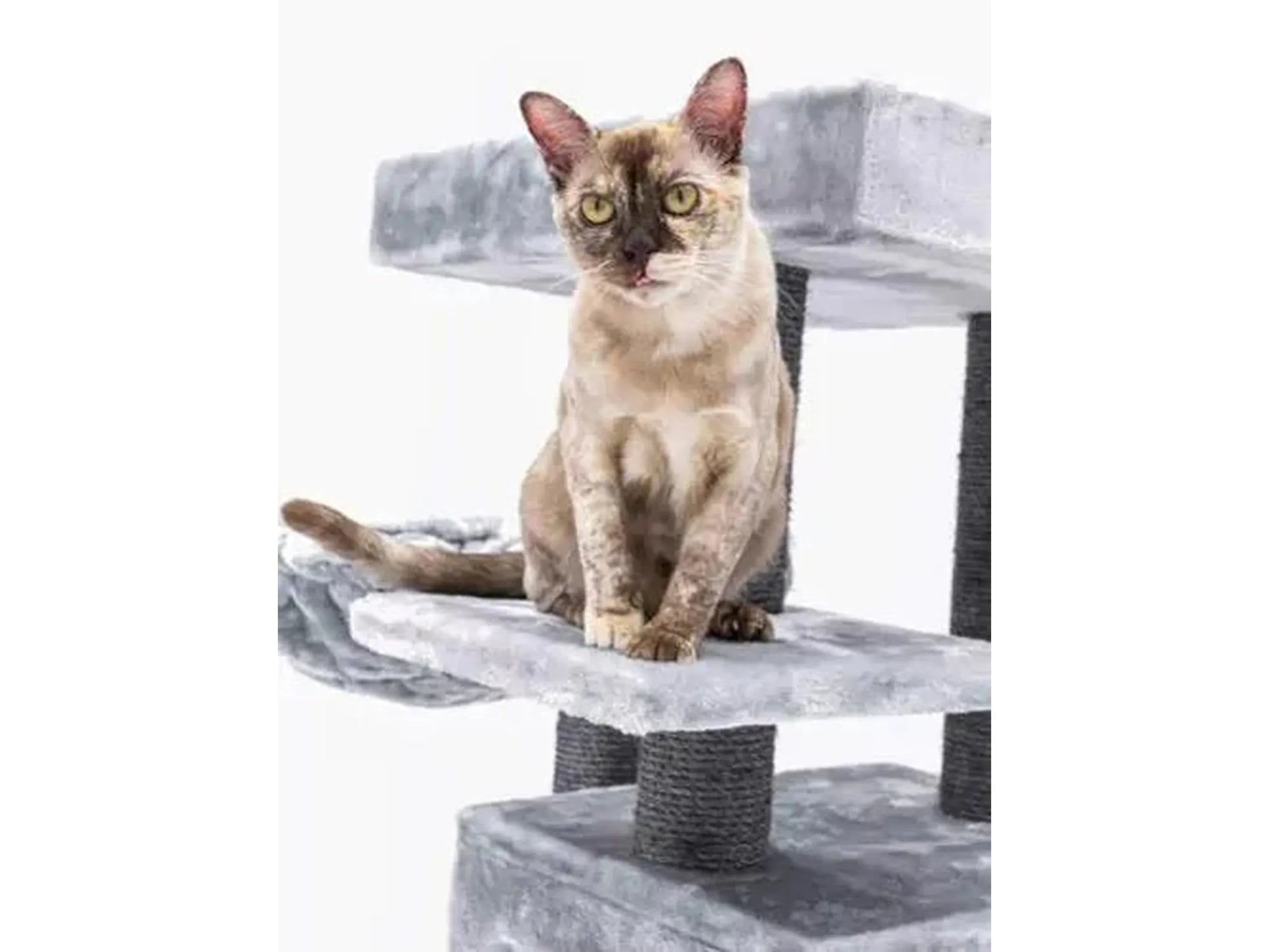 Elegant grått kloretre med sisalstolper, flere plattformer, hengekøye og en katt.