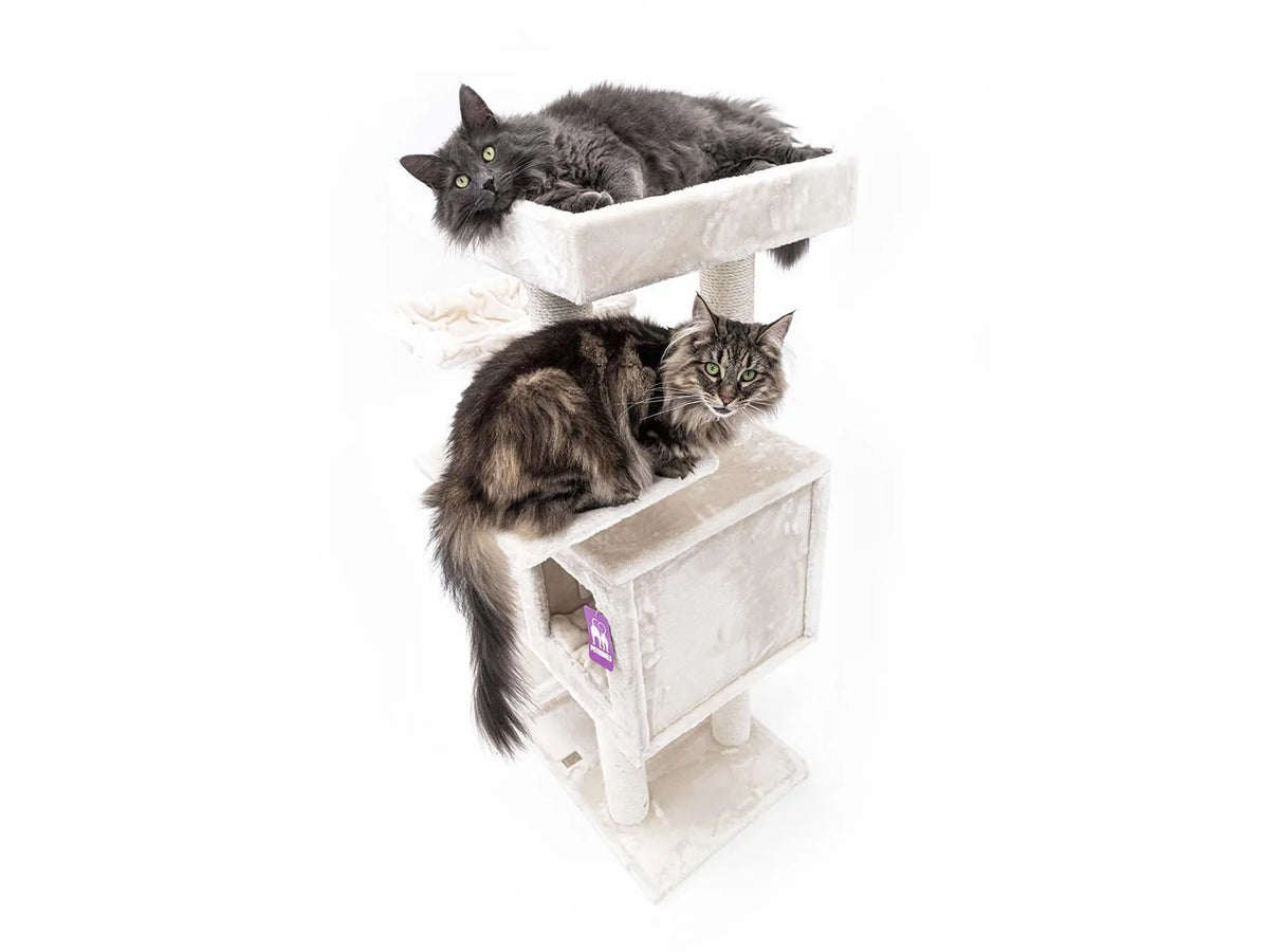 Petrebels Cleopatra 134 med katt