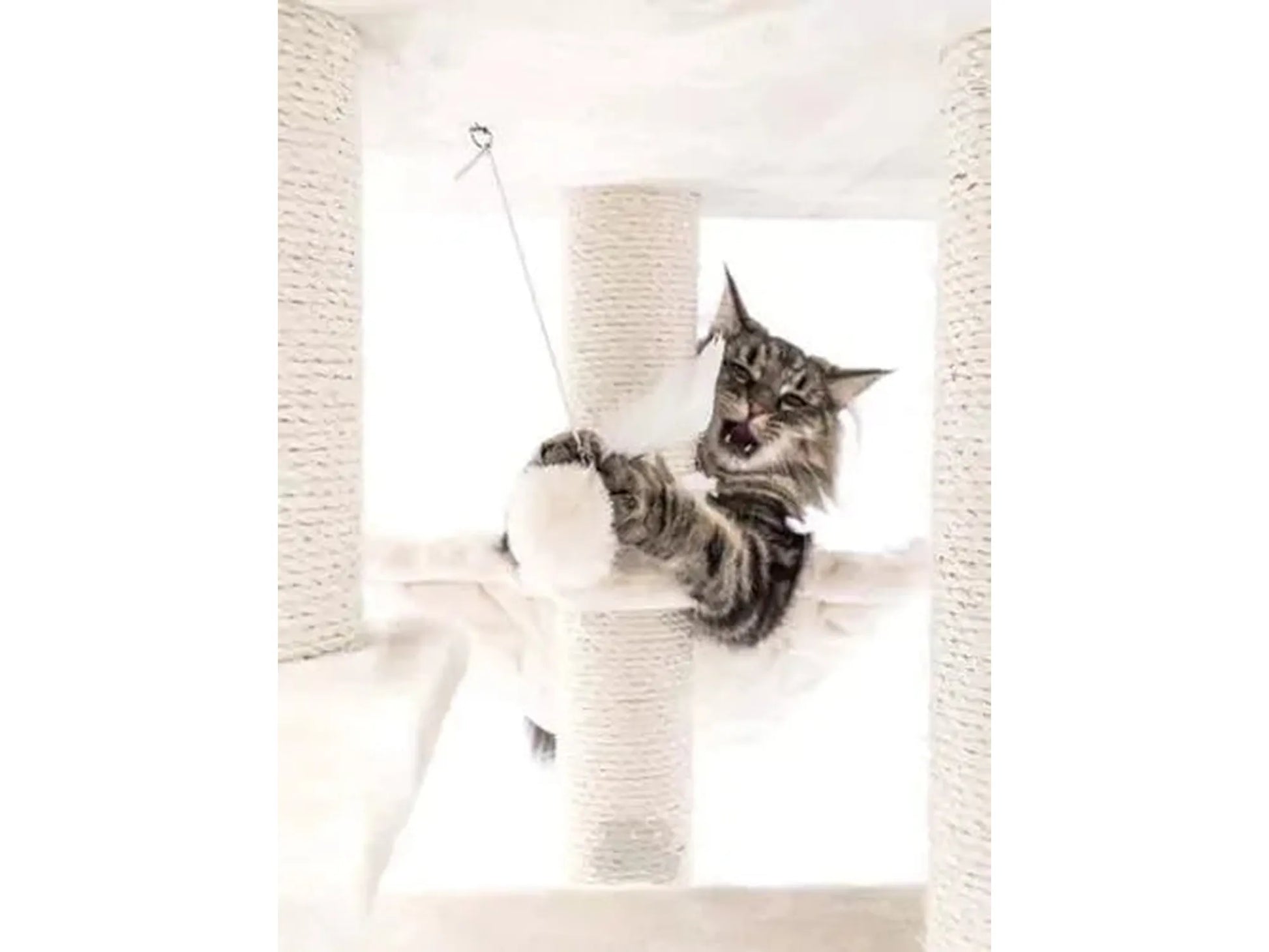 Elegant kremfarget kloretre med tykke sisalstolper og en katt som leker i en hengekøye.