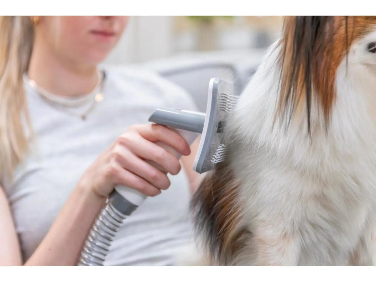 Kvinne børster en hund med en hvit og grå Klippemaskin med Støvsuger og stellverktøy.
