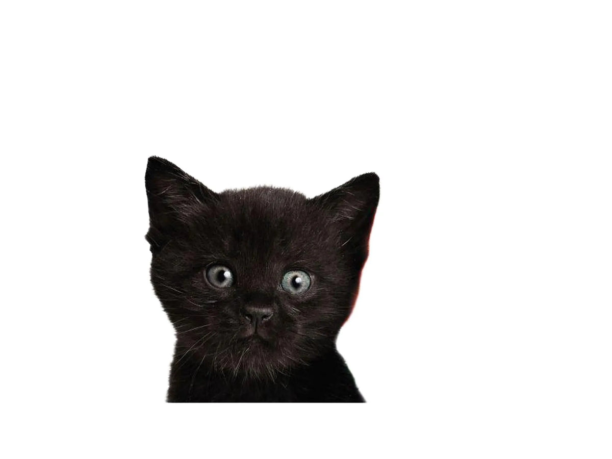 Kort med sort kattunge Just for you