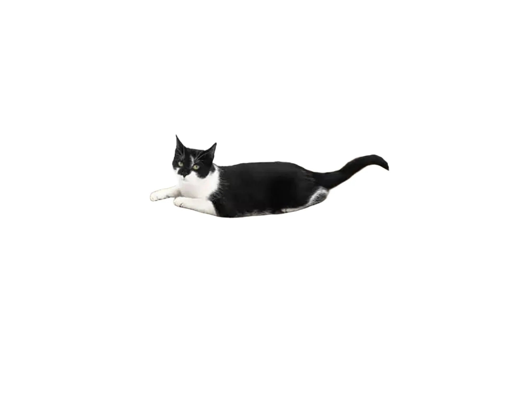 Svart-hvit katt hviler på Lily 75 kloremøbel i bølgepapp med hvit base, formet som en halvmåne.