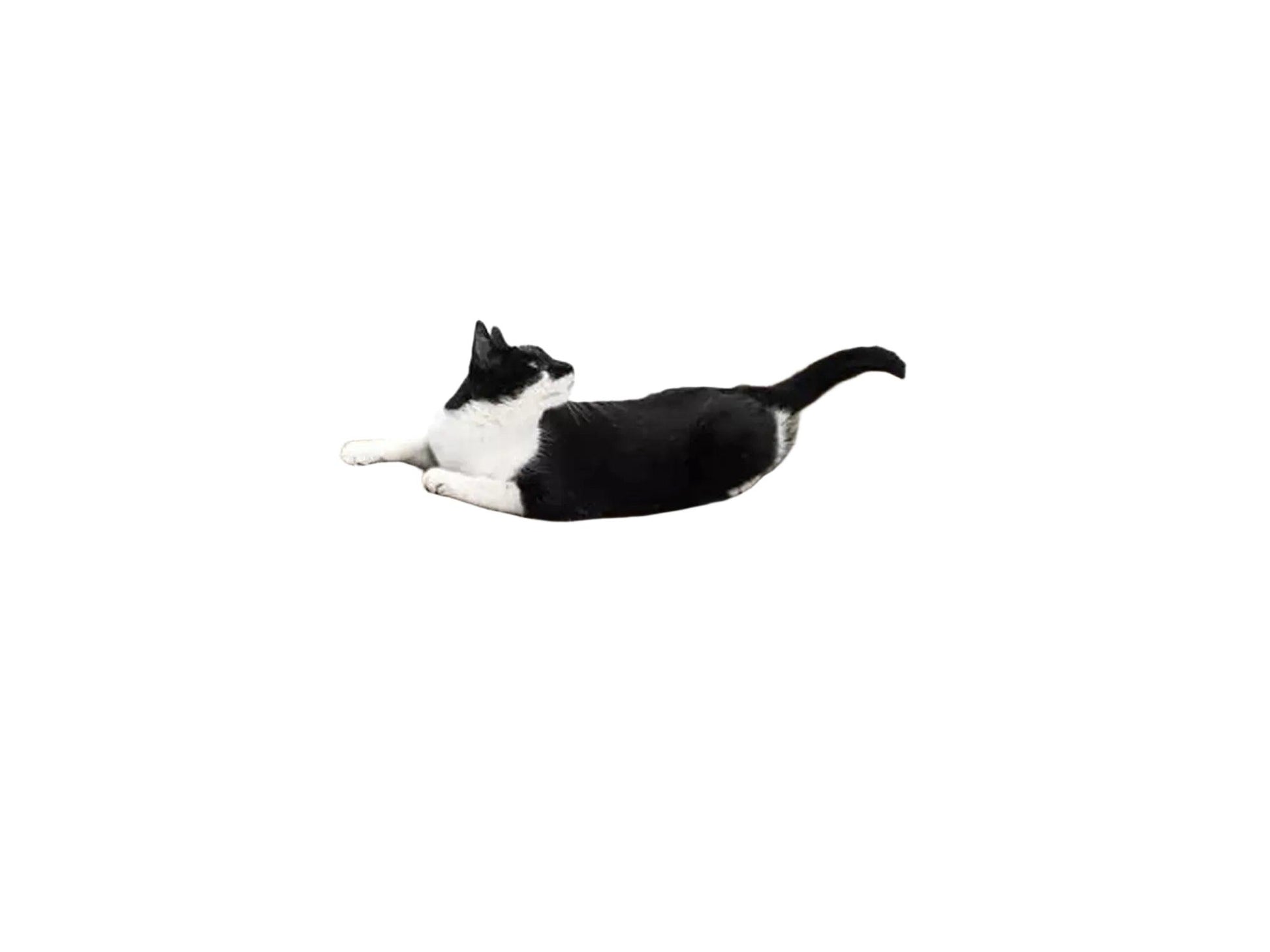 Svart og hvit katt hviler på Lily 75 halvmåneformet kloremøbel i resirkulert papp.