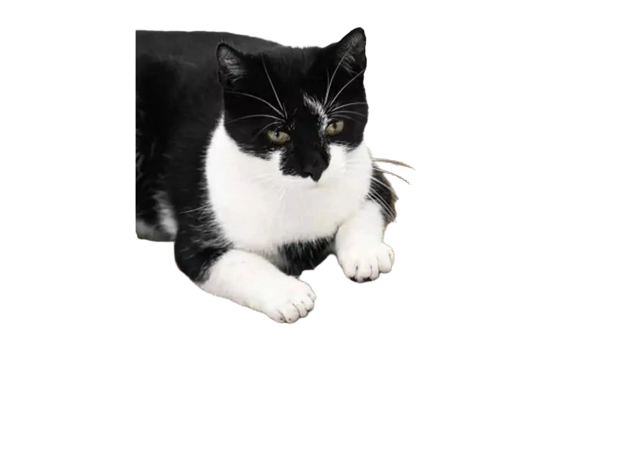 Svart-hvit katt hviler på Lily 75 halvmåneformet kloremøbel i bølgepapp.