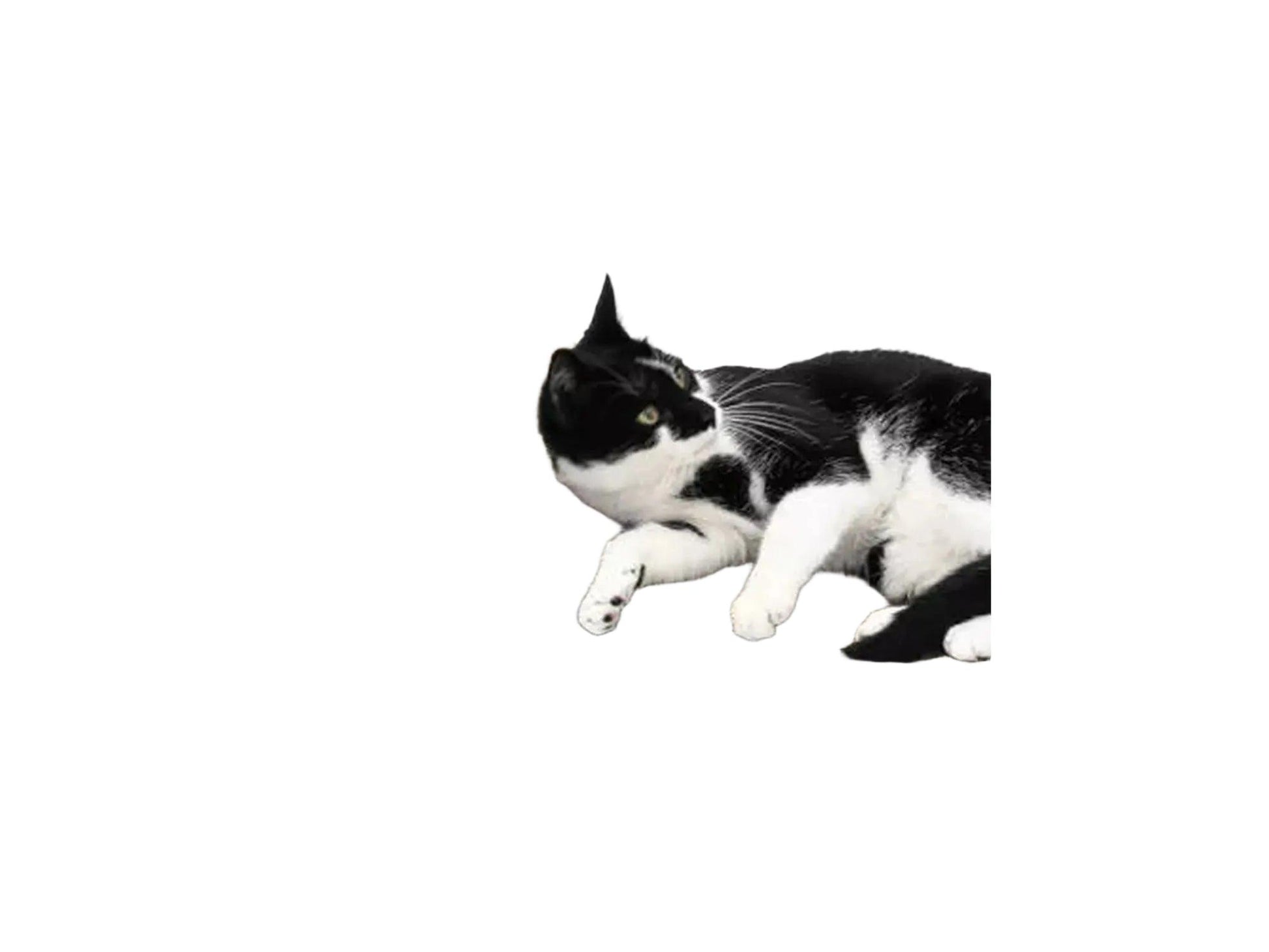 Svart og brun Lily 75 kloremøbel i bølgepapp med en avslappet svart-hvit katt.