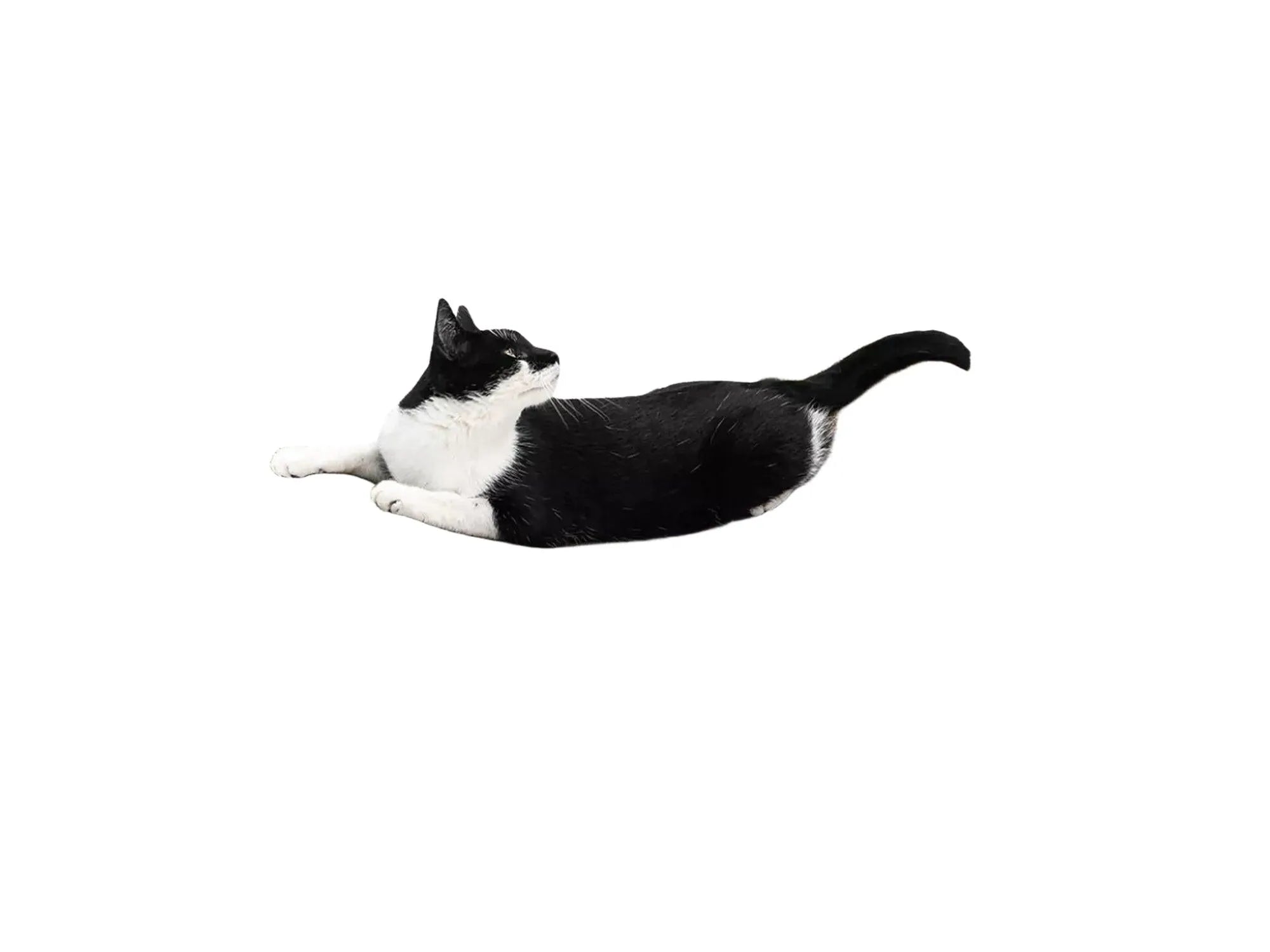 Svart og hvit katt hviler på Lily 75 halvmåneformet kloremøbel i bølgepapp.