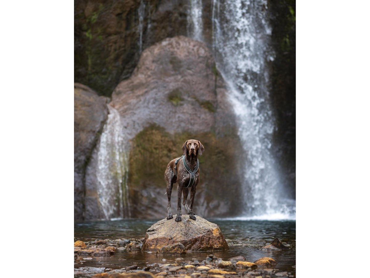 Non-stop dogwear Line harness 5.0 sele – Grønn