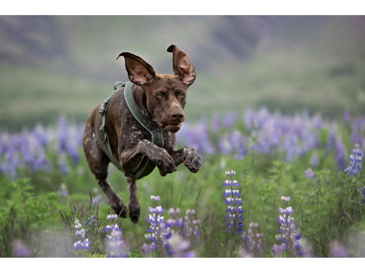 Non-stop dogwear Line harness 5.0 sele – Grønn