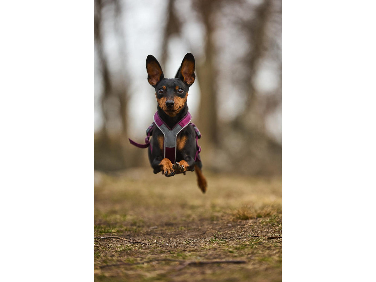 Non-stop dogwear Line harness 5.0 sele – Lilla