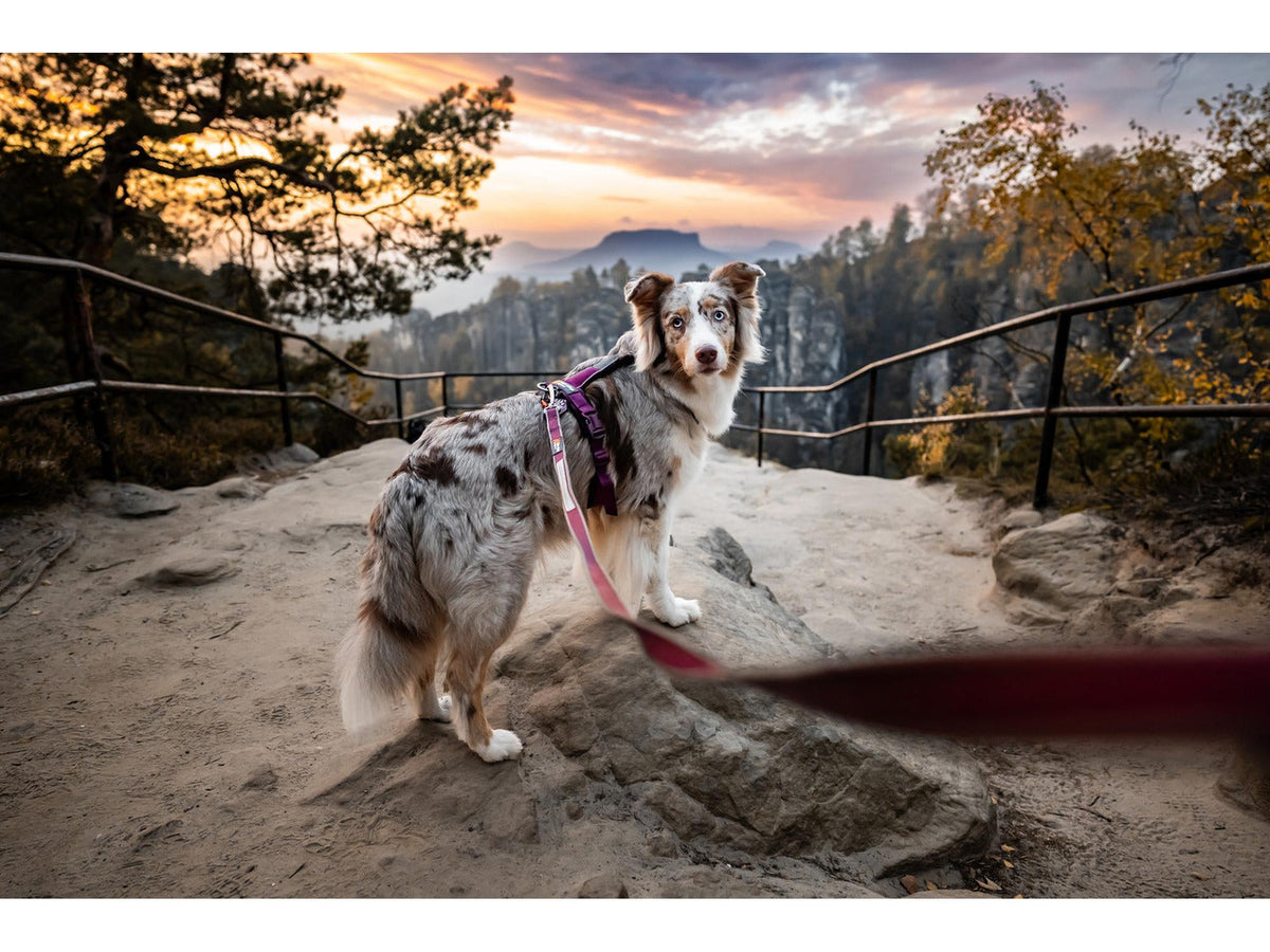 Non-stop dogwear Move leash leiebånd – Lilla