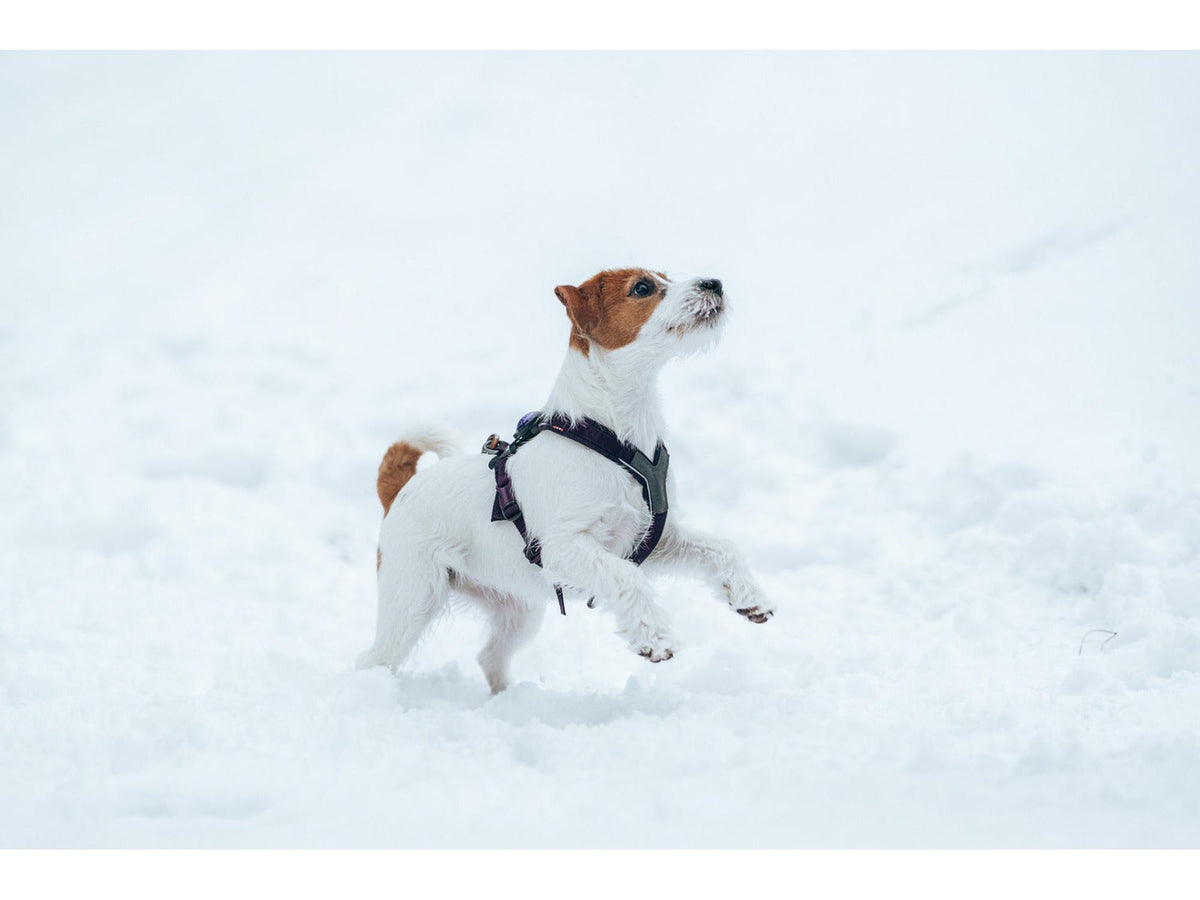 Non-stop dogwear Line harness 5.0 sele – Lilla