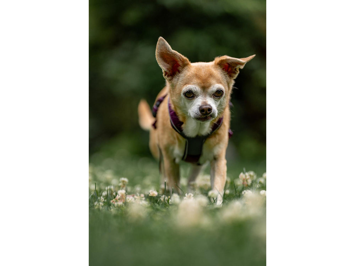 Non-stop dogwear Line harness 5.0 sele – Lilla