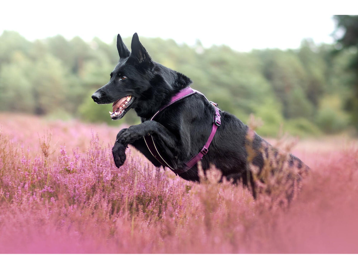 Non-stop dogwear Line harness 5.0 sele – Lilla
