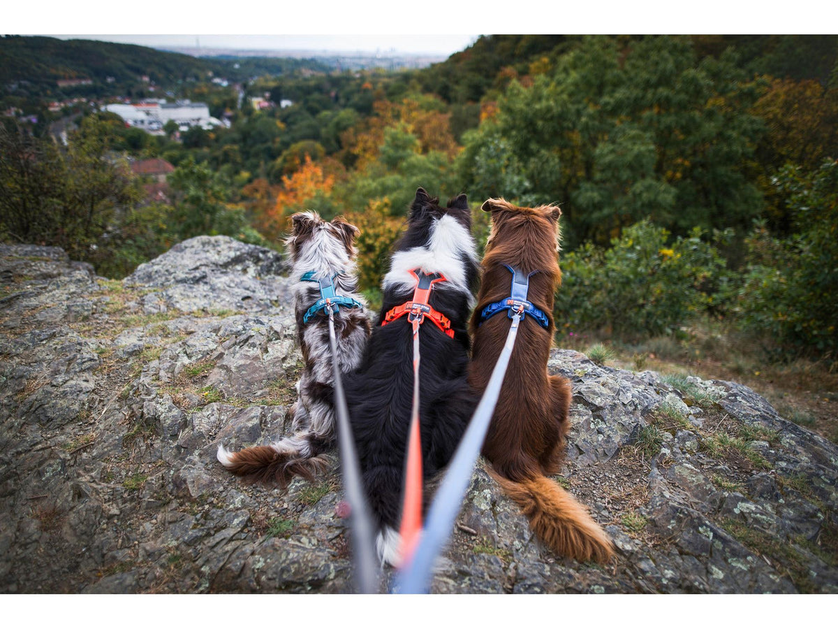 Non-stop dogwear Line harness 5.0 sele – Blå