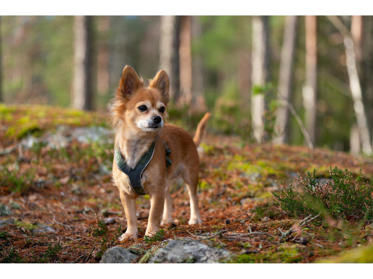 Non-stop dogwear Line harness 5.0 sele – Grønn