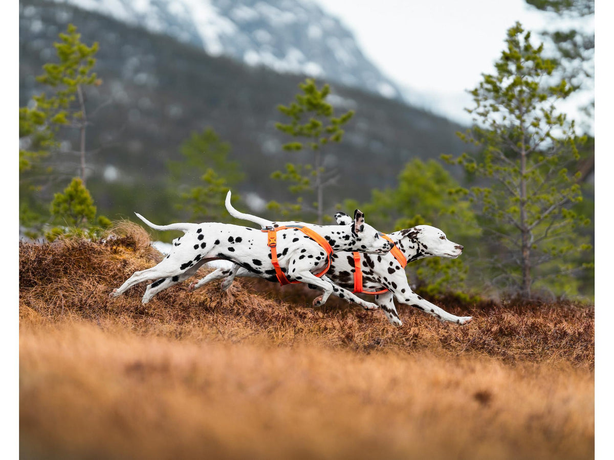 Non-stop dogwear Line harness 5.0 sele – Oransje