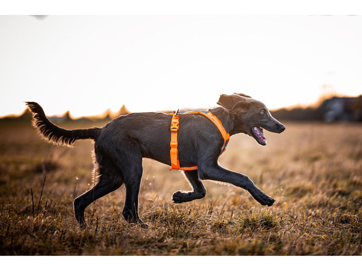 Non-stop dogwear Line harness 5.0 sele – Oransje