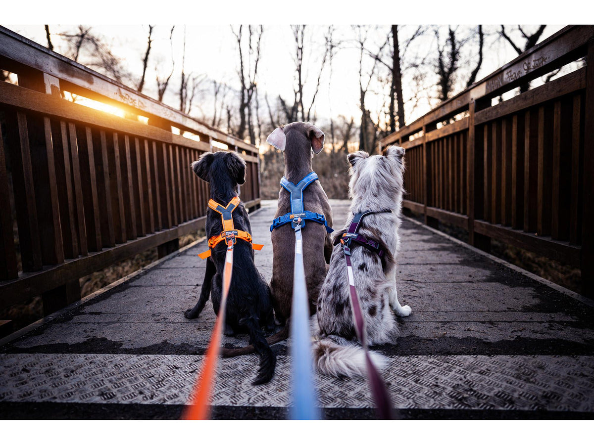 Non-stop dogwear Move leash leiebånd – Oransje