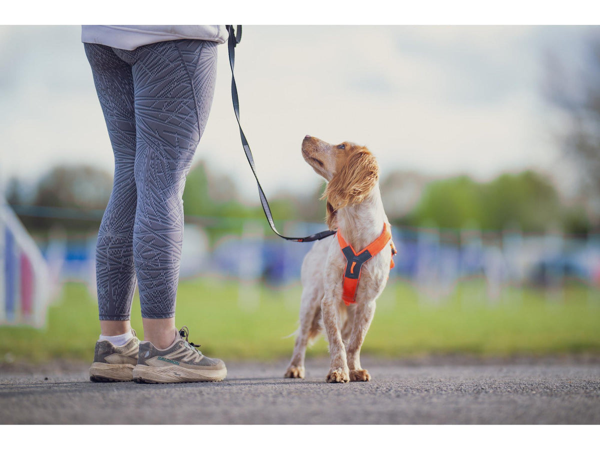 Non-stop dogwear Line harness 5.0 sele – Oransje