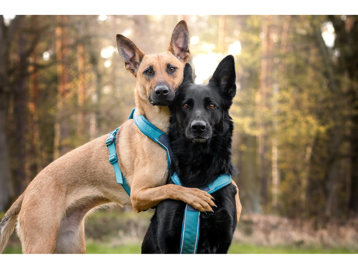 Non-stop dogwear Line harness 5.0 sele – Teal