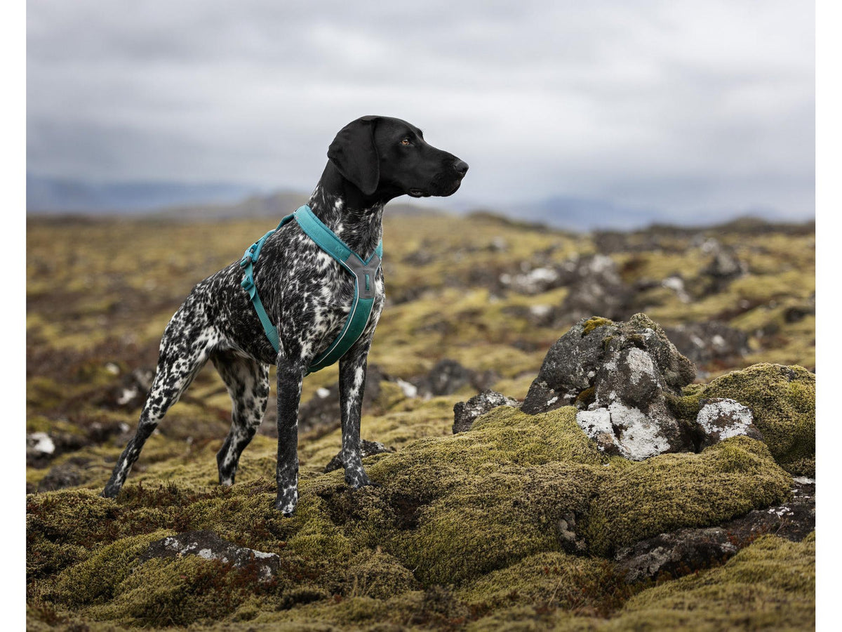 Non-stop dogwear Line harness 5.0 sele – Teal