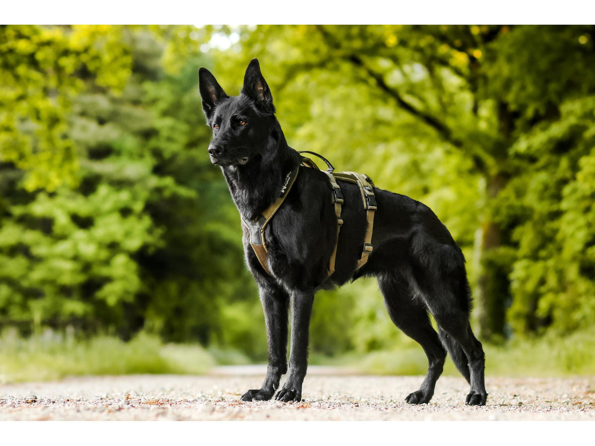 Non-stop dogwear Line harness long WD hundesele – Oliven