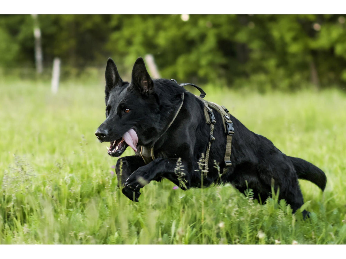 Non-stop dogwear Line harness long WD hundesele – Oliven