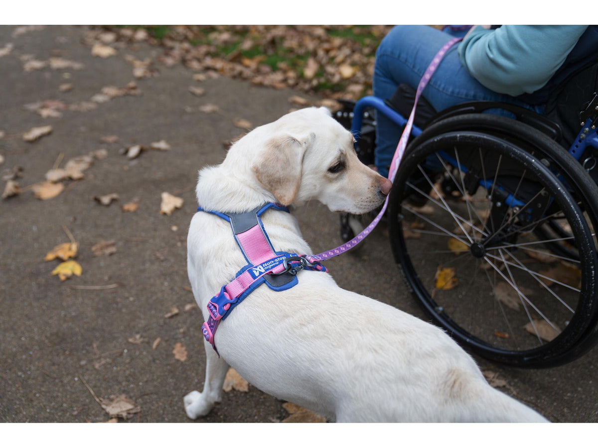 Non-stop dogwear Line harness 5.0 RP signature edition – Teal/eik – modellen vist i annen farge