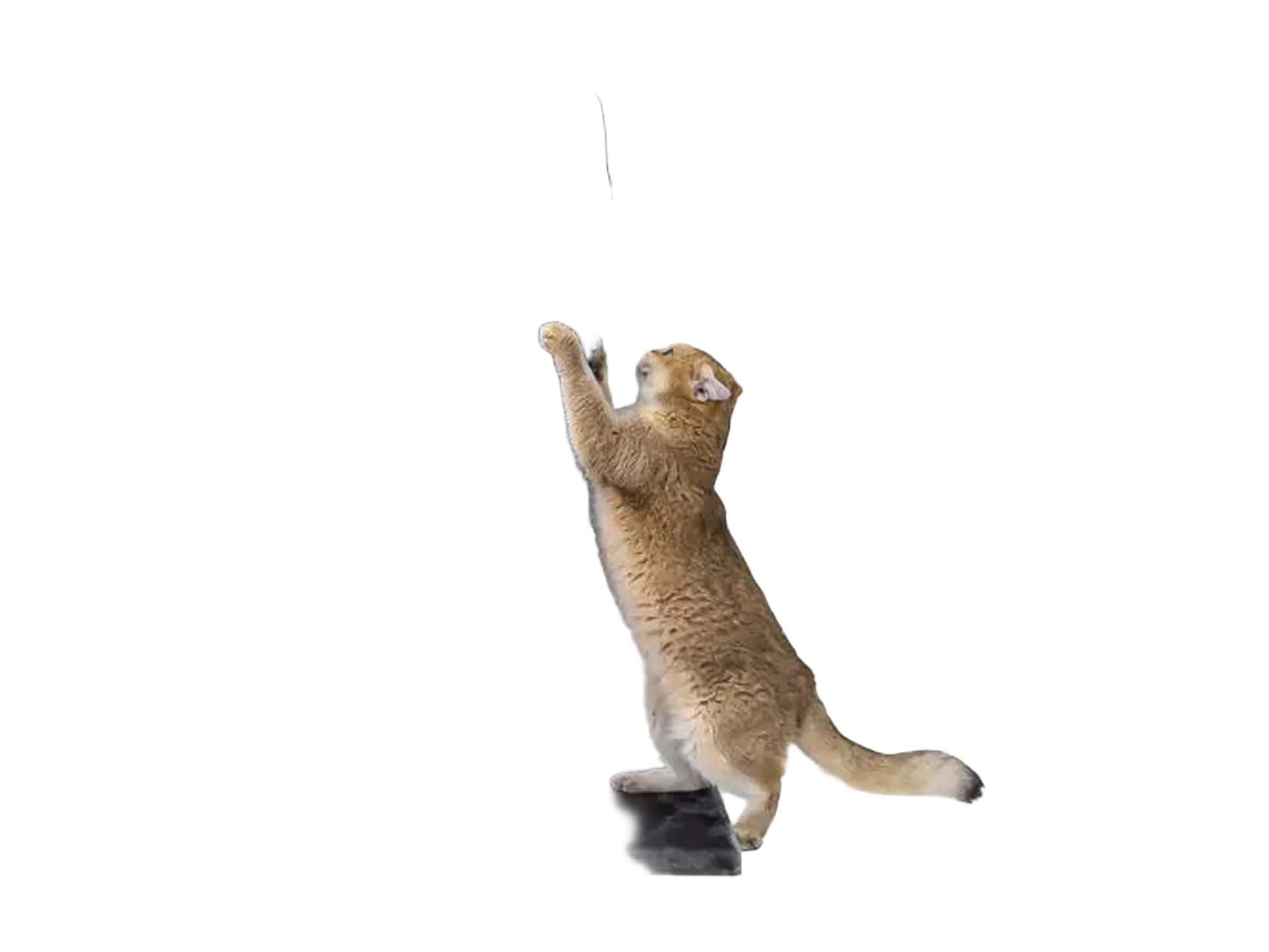 Katt klorer på svart Petrebels Maine 90 Deluxe sisal klorestativ med leke.