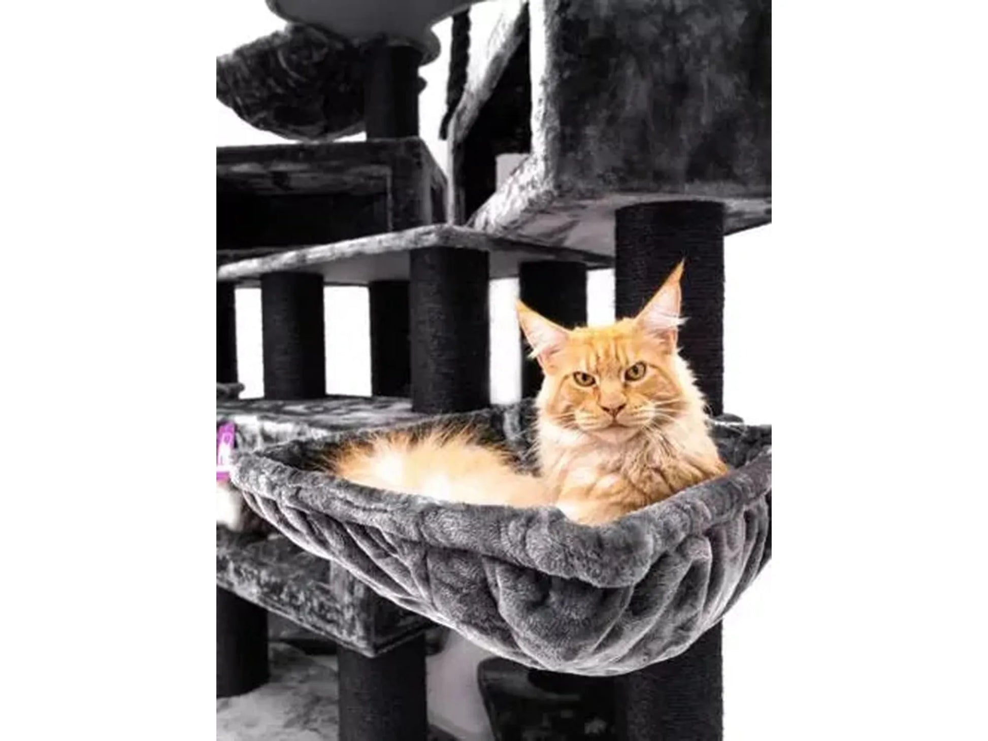 Stor grå XXL klorestativ med en oransje Maine Coon katt i en myk hengekøye.