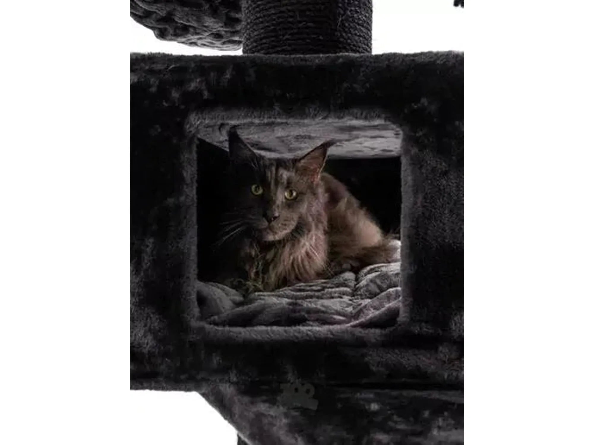 Mørk Maine Coon katt hviler i et sort, plysj XXL klorestativ med sovehus.