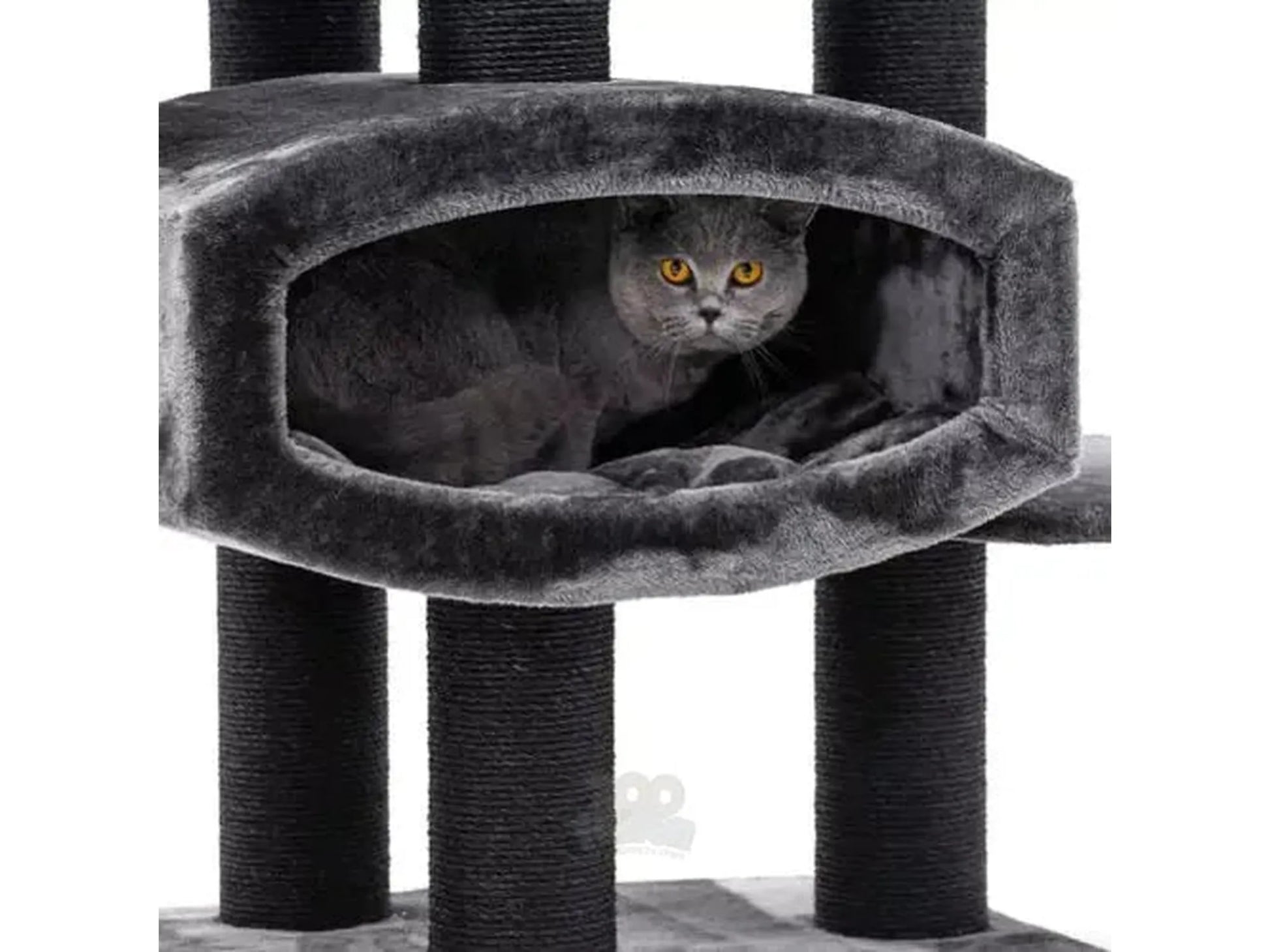 Grå katt med gule øyne i en mørkegrå, myk hule på et høyt kloretre med sisalstolper.
