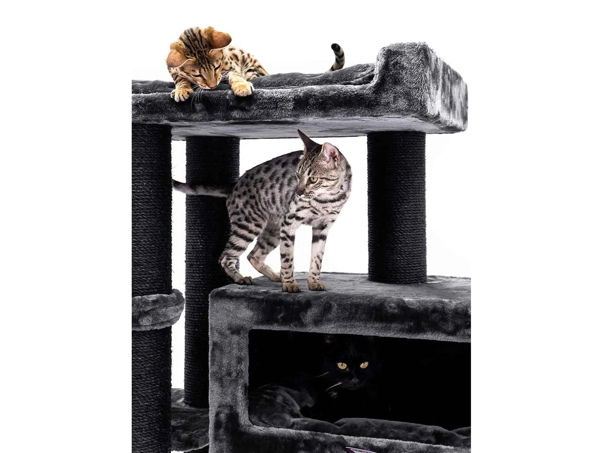 Petrebels Estate 170 med katt