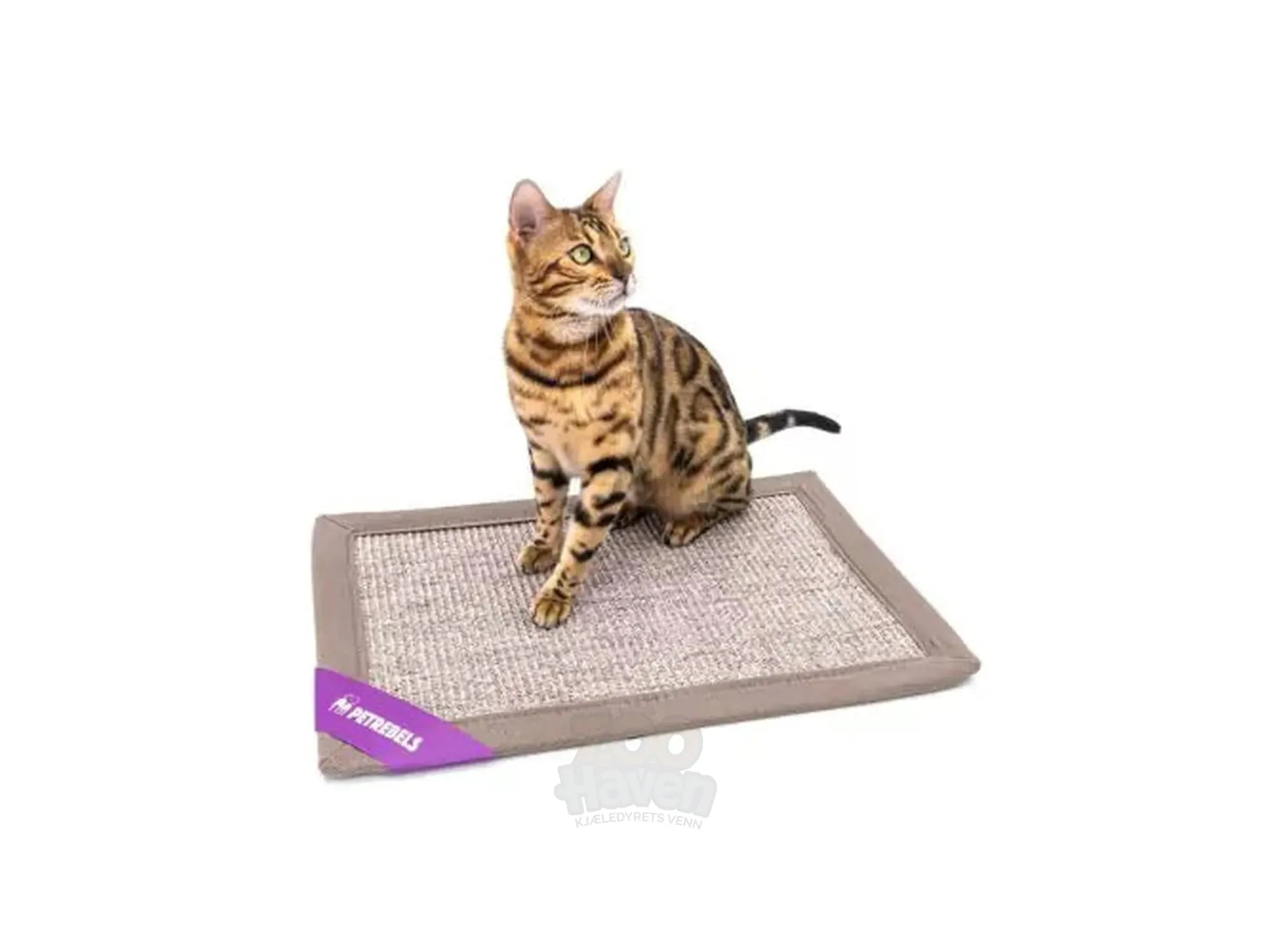 Bengal-katt sitter på en grå Mastermat 60 sisal klorematte med brun kant og lilla Petrebels-logo.