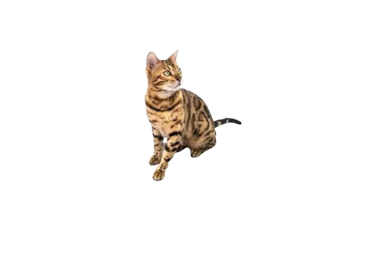 Bengal-katt sitter på en grå Mastermat 60 sisal klorematte med brun kant og lilla Petrebels-logo.
