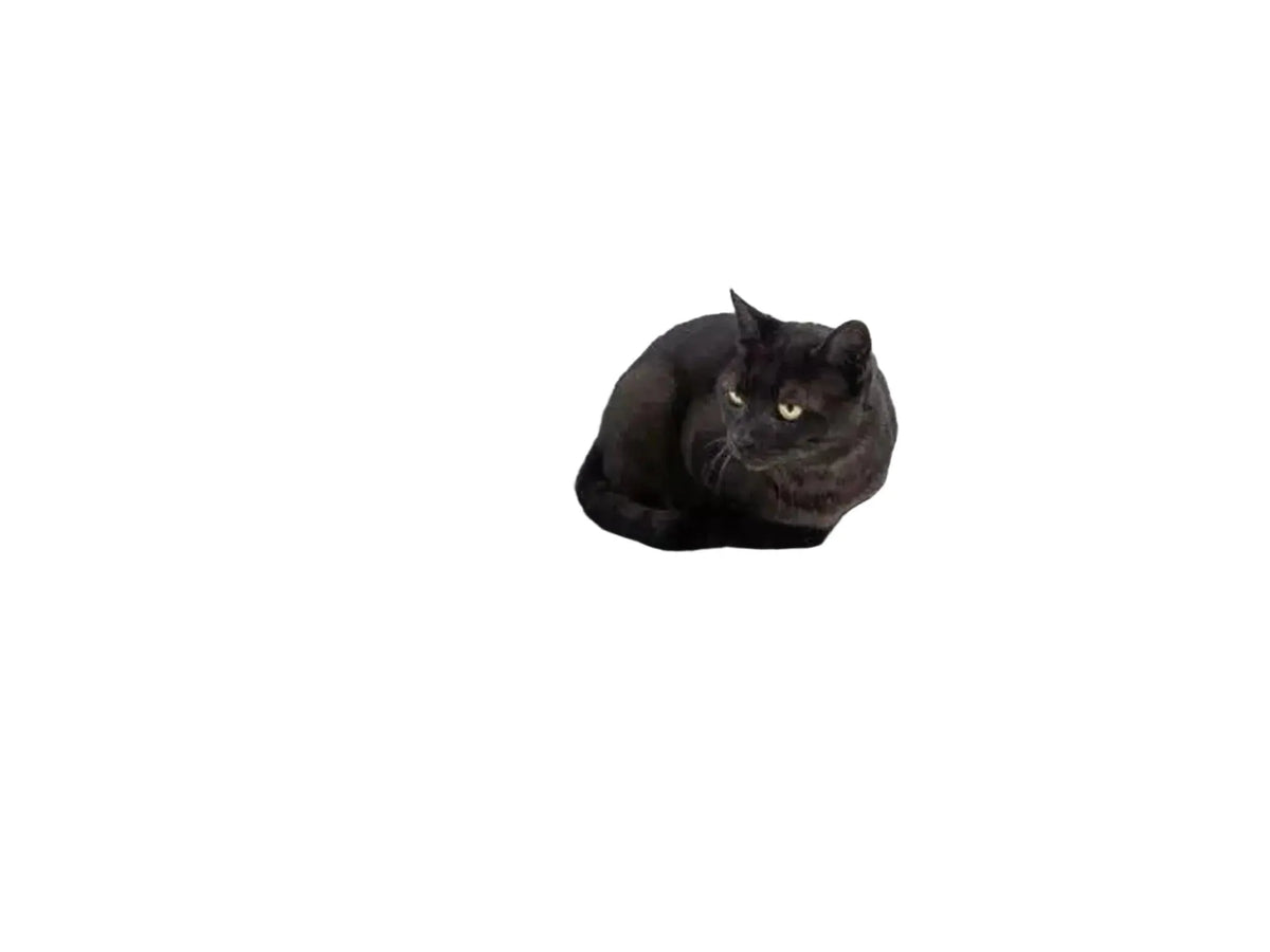 Svart katt ligger på en Mastermat 60 klorematte i mørk sisal med lilla detalj.