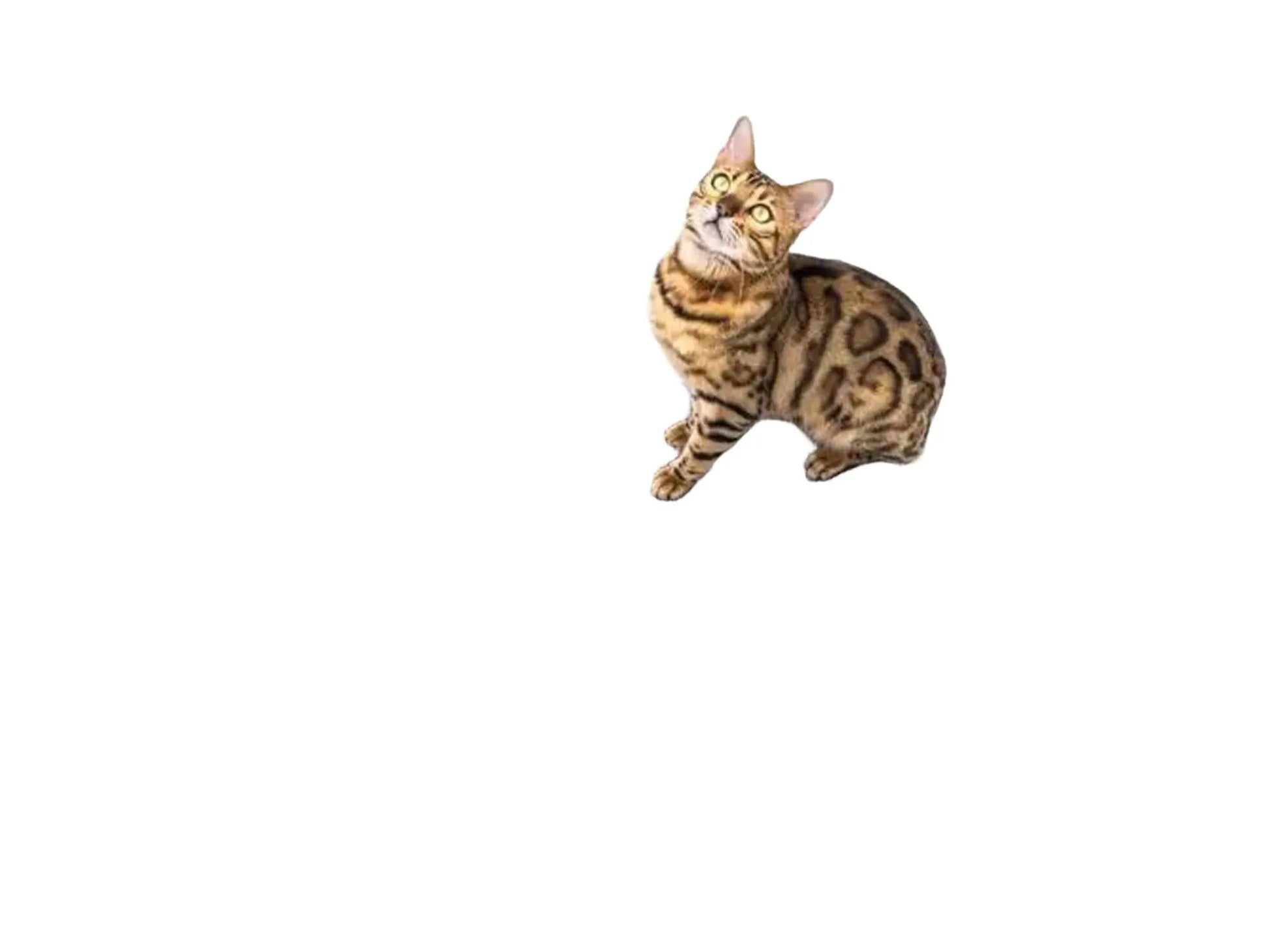 Bengal katt på grå Mastermat 60 sisal klorematte med lilla Petrebels-merke.