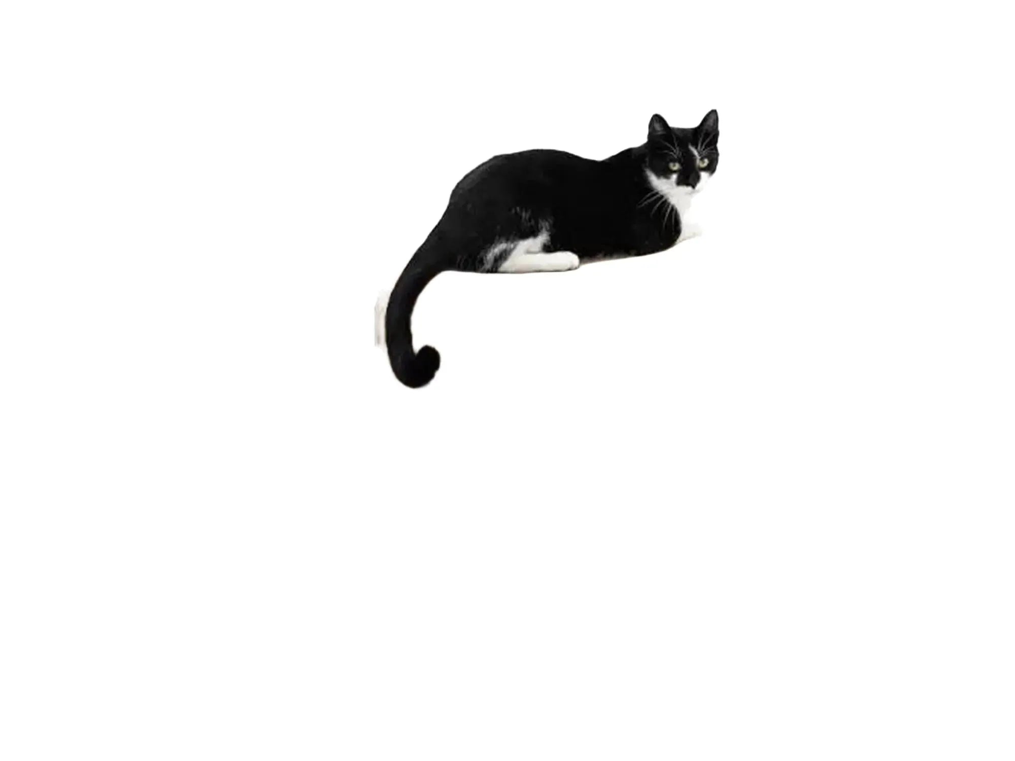 Svart-hvitt katt på modulært Max 55 kloremøbel i bølgepapp med svart ramme.