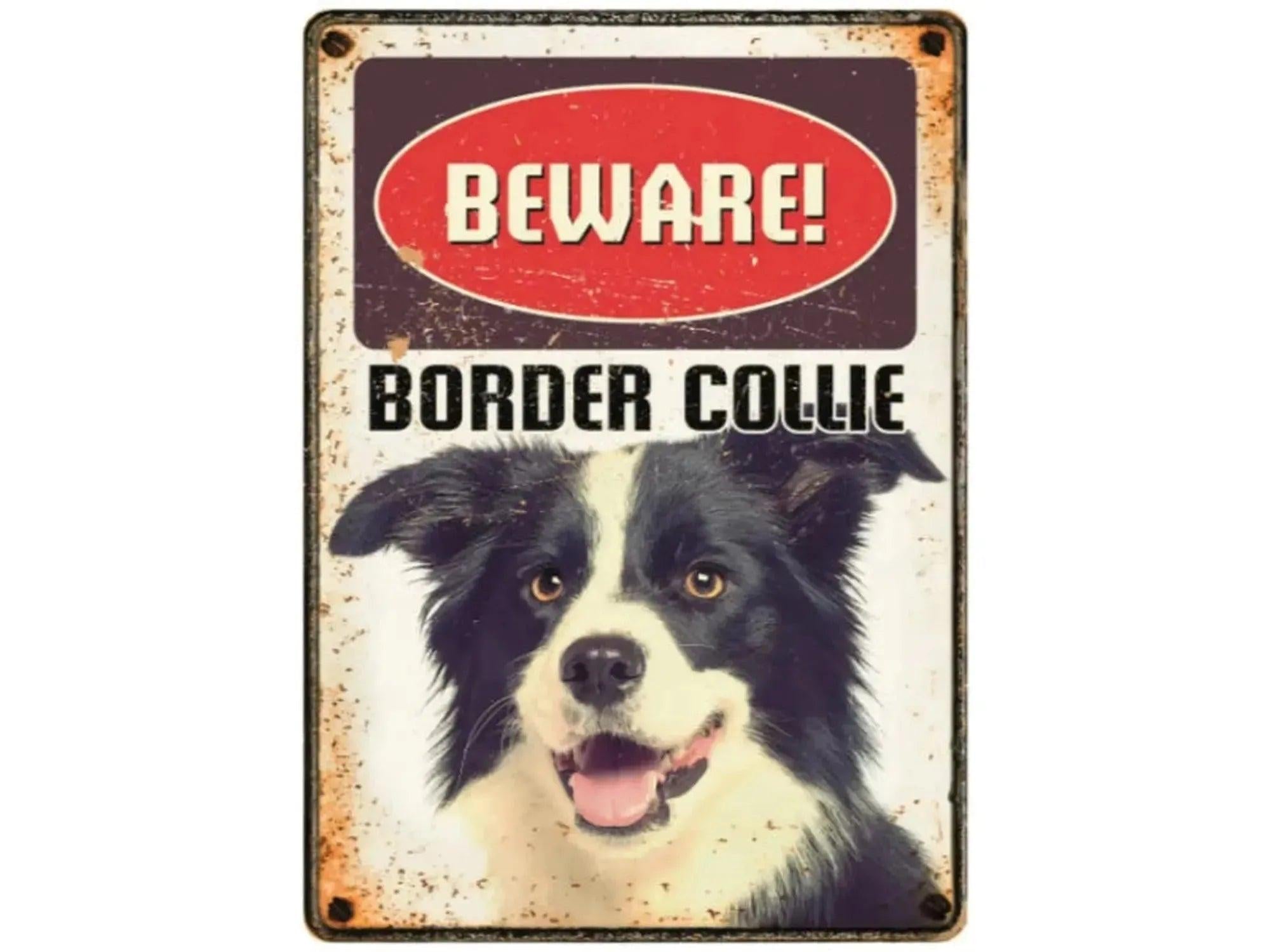 Metallskilt 21x14,8cm med "Beware! Border Collie" tekst og bilde av en Border Collie.