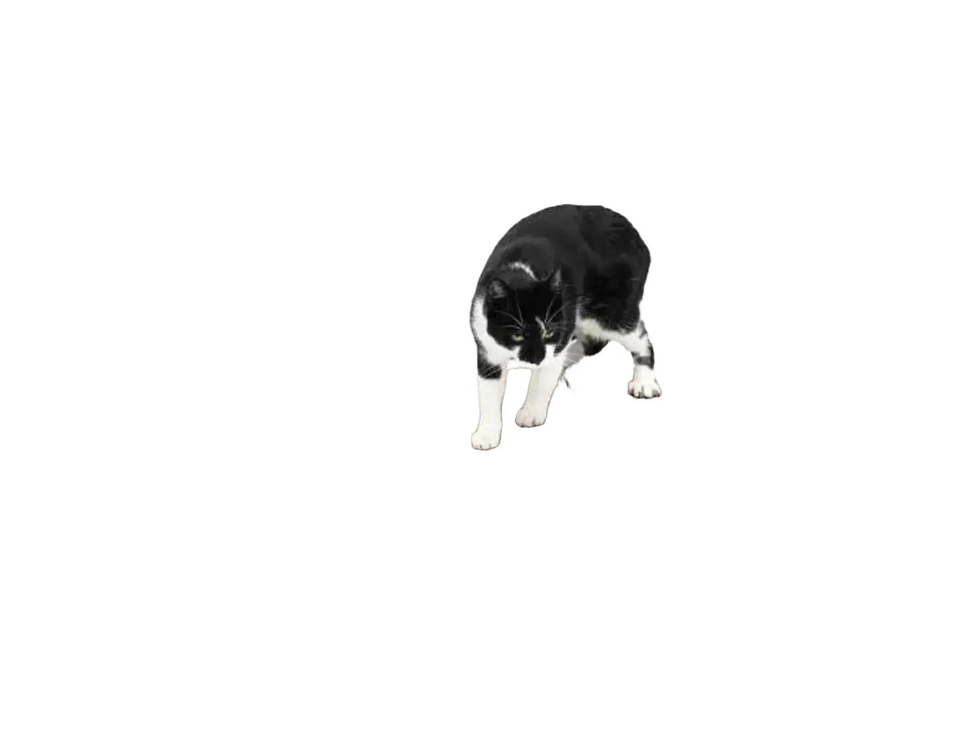 Svart-hvit katt på Milo 63 veggmontert klorebrett i resirkulert papp med hvit ramme.