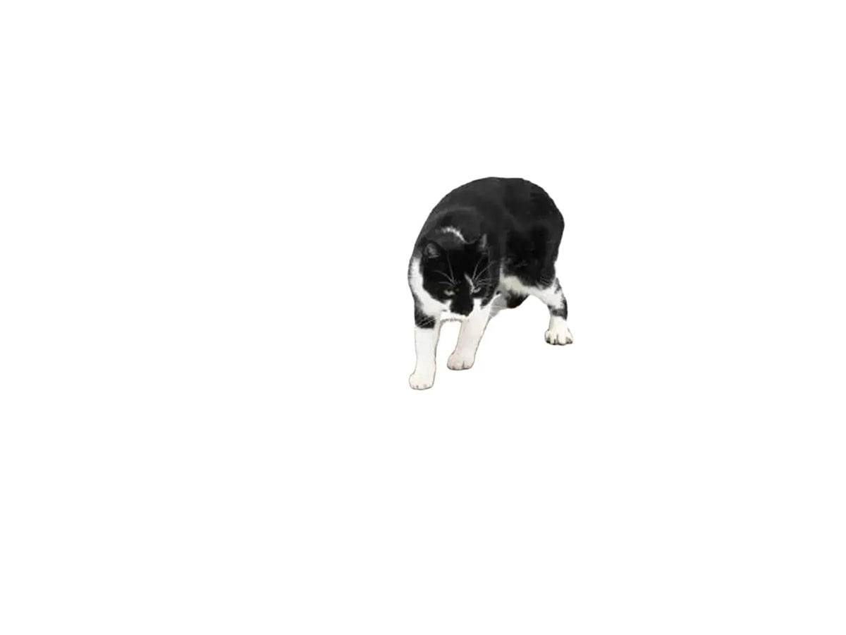 Svart-hvitt katt på Milo 63 veggmontert klorebrett i resirkulert papp med mørk ramme.