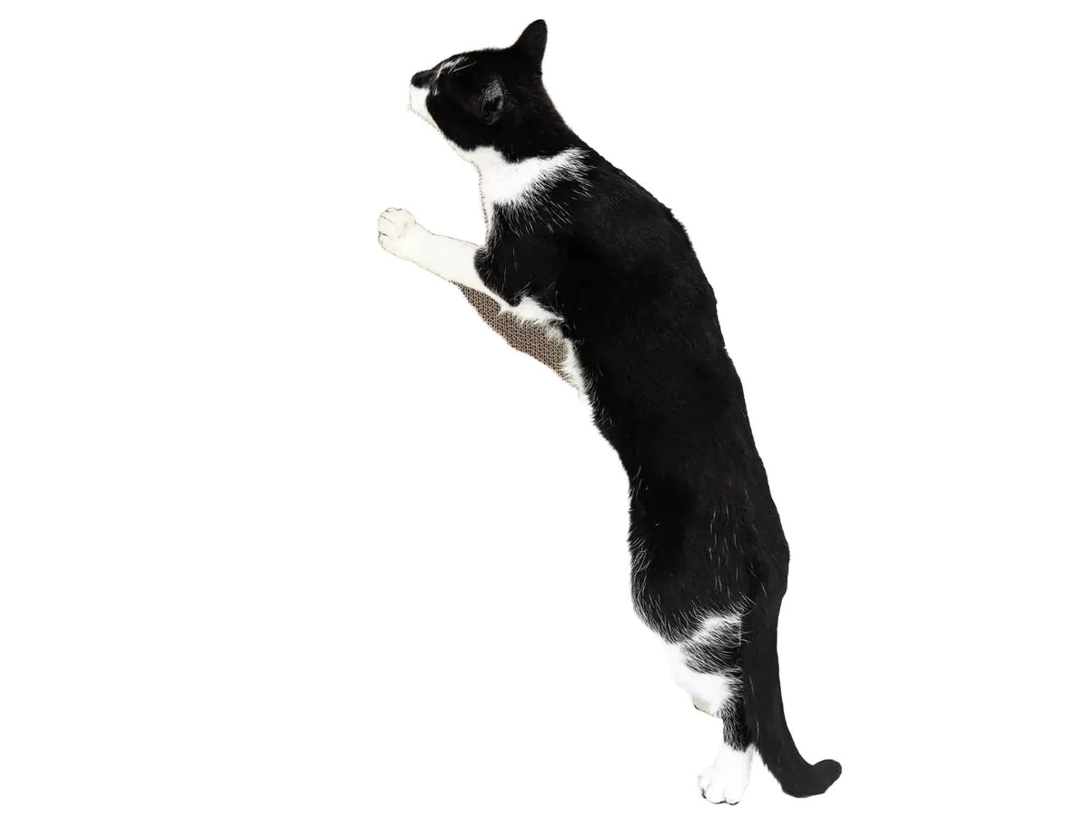 Svart-hvit katt klorer på et veggmontert klorebrett i resirkulert bølgepapp.