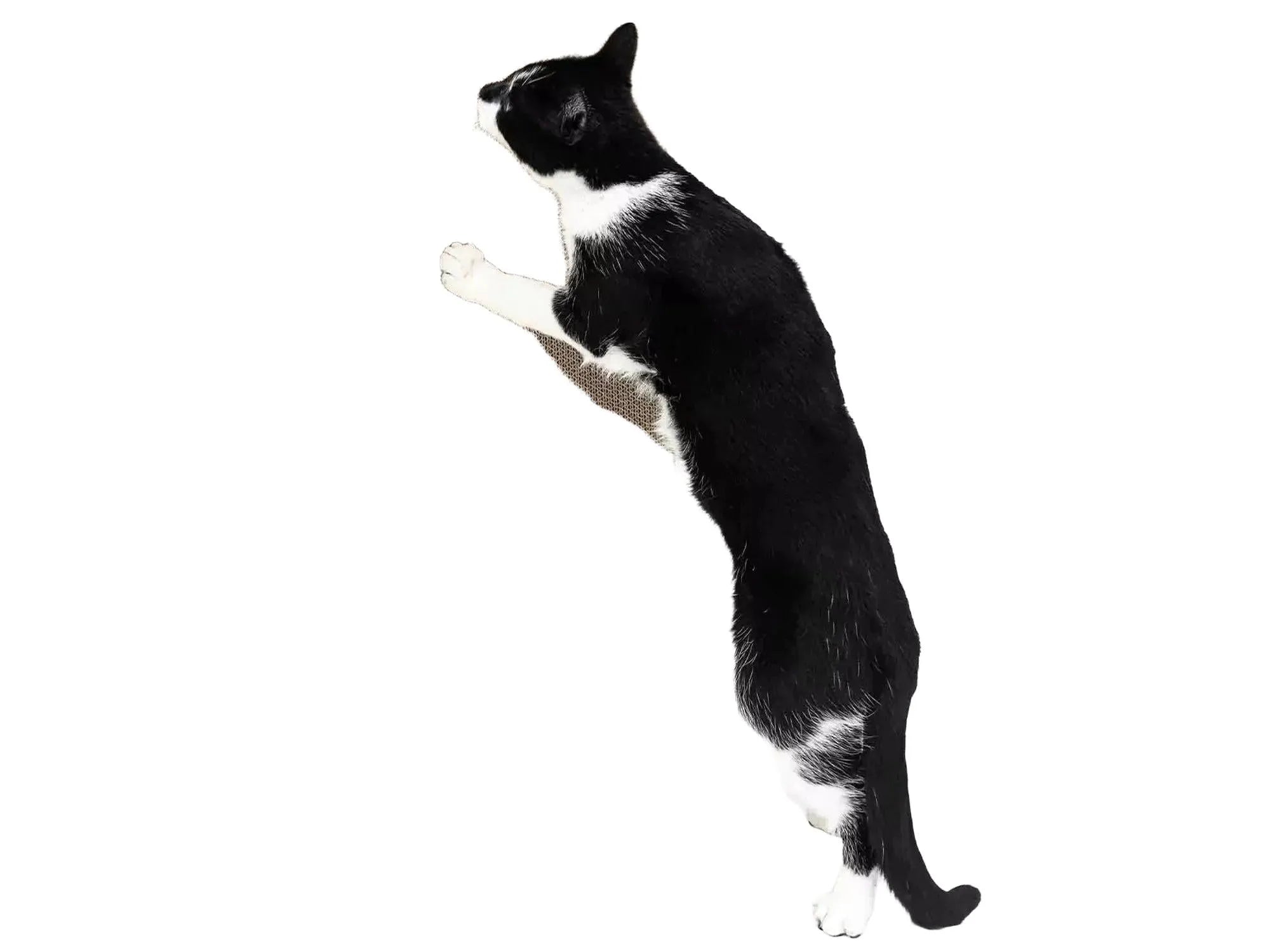 Svart-hvit katt klorer på et veggmontert klorebrett i resirkulert bølgepapp.