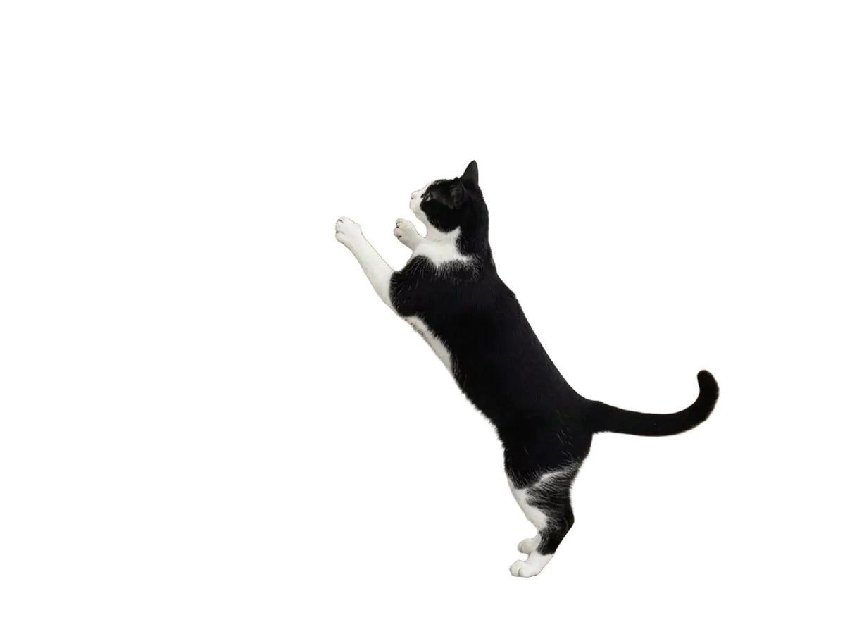 Svart-hvit katt klorer på veggmontert Milo 63 klorebrett i bølgepapp.