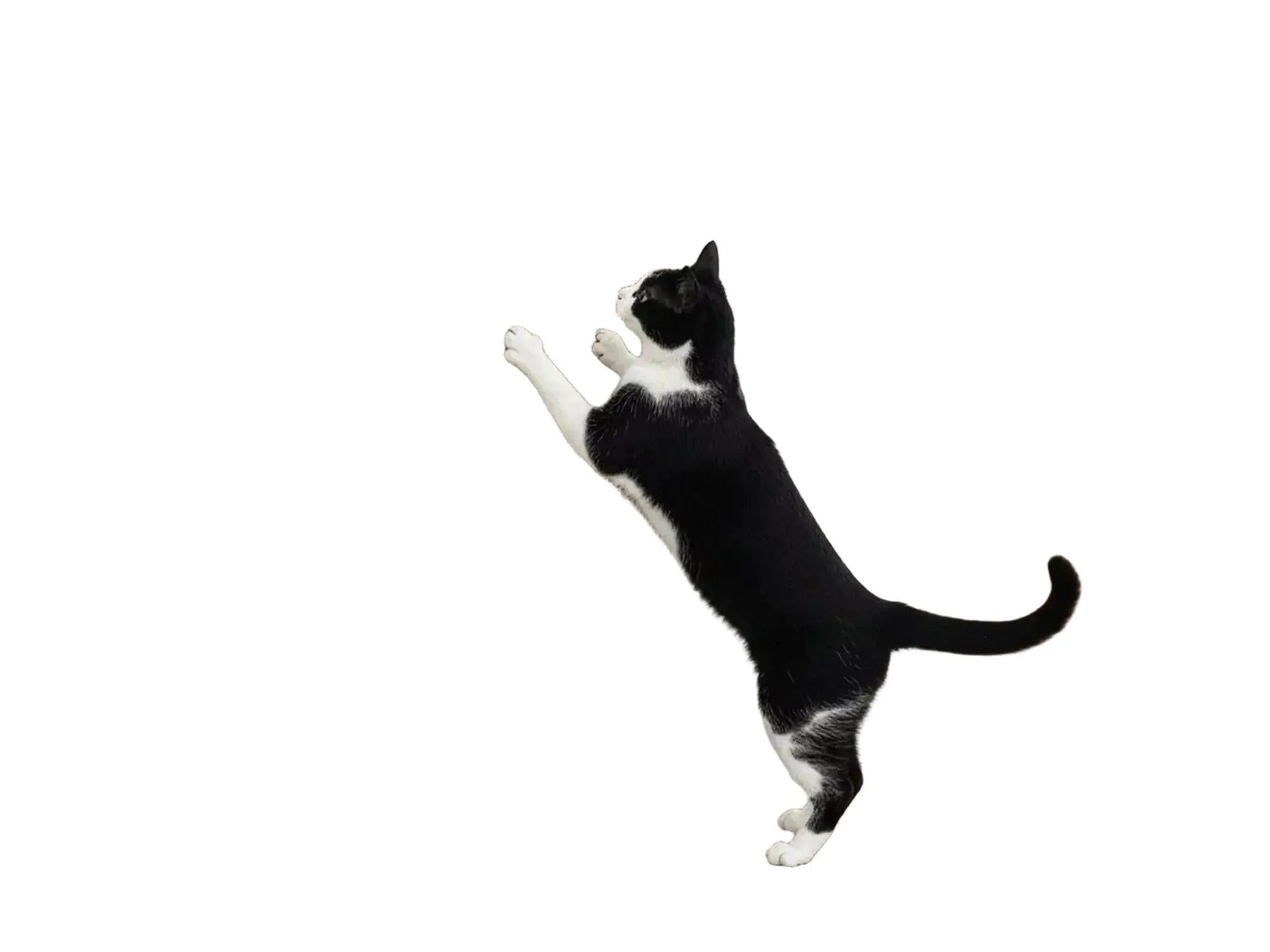 Svart-hvit katt klorer på veggmontert Milo 63 klorebrett i bølgepapp.
