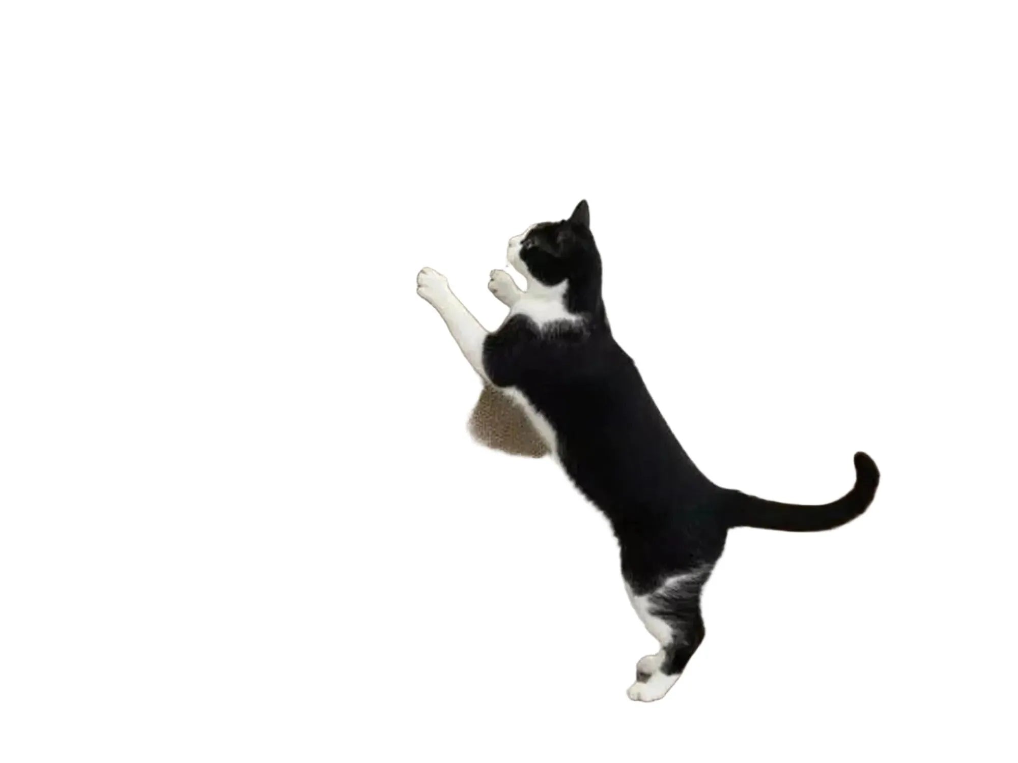 Svart-hvit katt klorer på et veggmontert klorebrett i bølgepapp med hvit ramme.