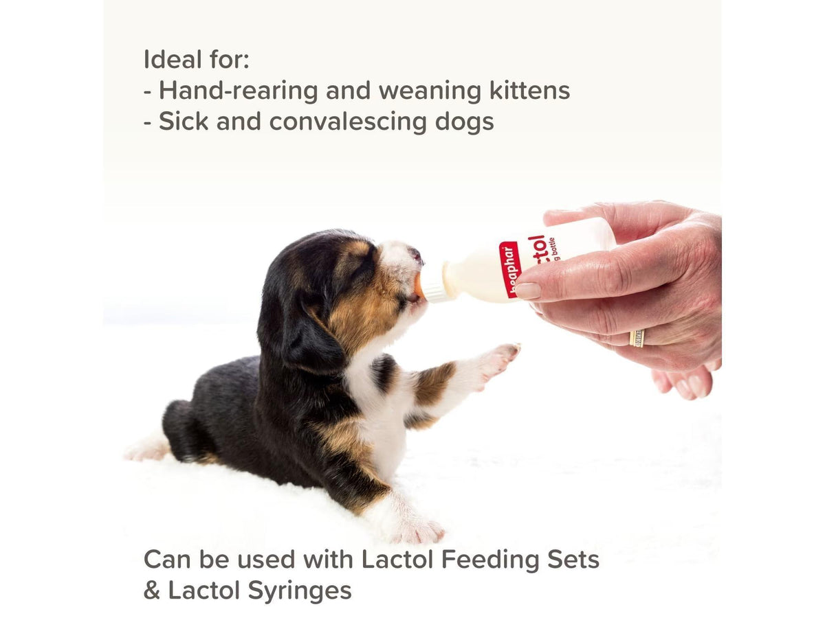En liten beaglevalp drikker melk fra en hvit Beaphar Lactol tåteflaske holdt av en hånd.