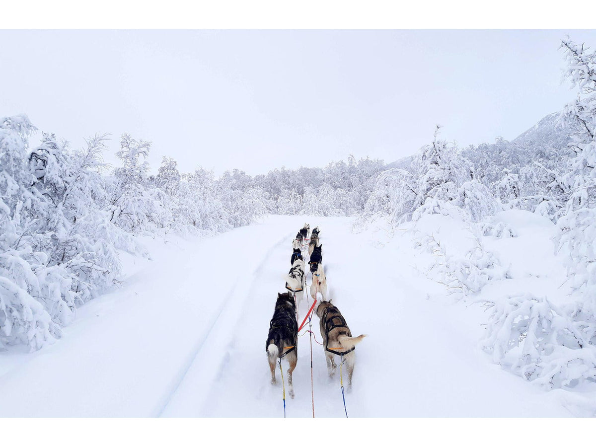 Non-stop dogwear Nansen stick harness trekksele – Svart