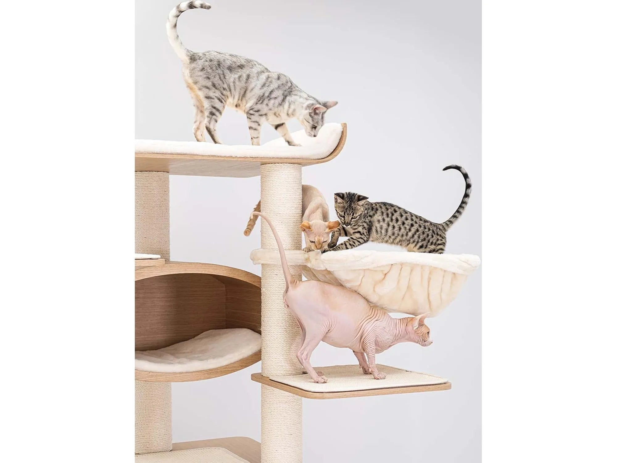 Petrebels Scorpius 187 med katt